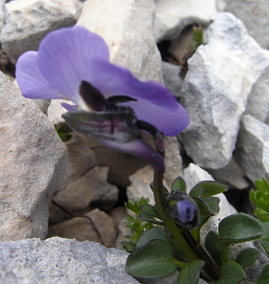 Viola magellensis / Viola della Majella